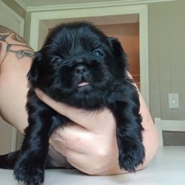 Wednesday - Black female Shih Tzu puppy in Virginia from Kbsshihtzus
