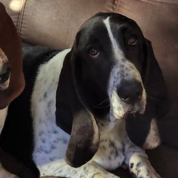 Mahalia - Basset Hound