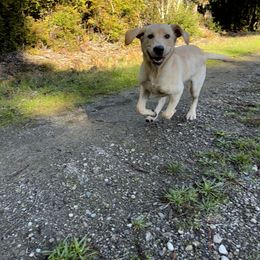 Dilute Retriever and Labrador Retriever All Grown Up from McKenzie Reign Labradors