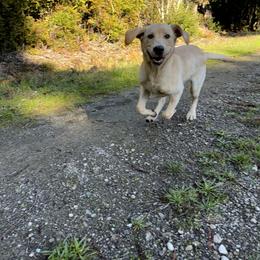 Dilute Retriever and Labrador Retriever All Grown Up from McKenzie Reign Labradors