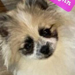 Pomeranians from Lollipoppoms