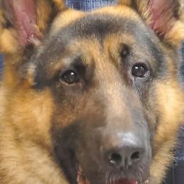 German Shepherds and Labrador Retrievers from RJS Kennels