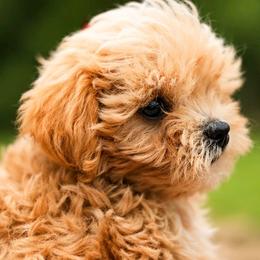 Bichon Frise and Poodle Puppies from Daisy Pups