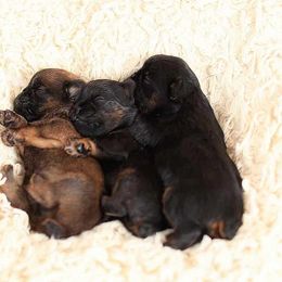 Brussels Griffon and Italian Greyhound Puppies from Adornare Kennels