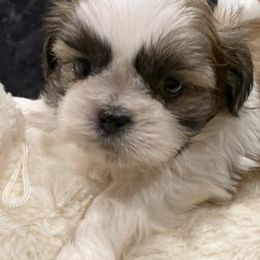 Shih Tzus from My Royal Shih Tzu⚜️