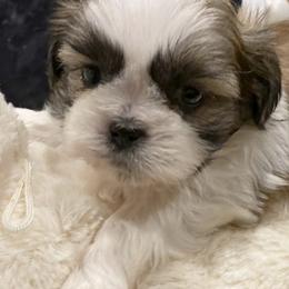Shih Tzus from My Royal Shih Tzu⚜️