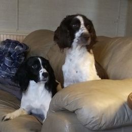 English Springer Spaniel All Grown Up from Blue River Kennel