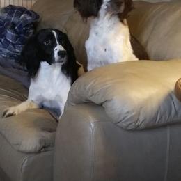 English Springer Spaniel All Grown Up from Blue River Kennel