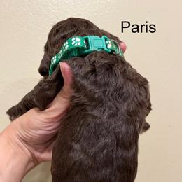 Poodle Puppies from Semmy’s standard Poodle