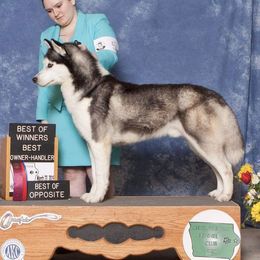 Gentry - Siberian Husky