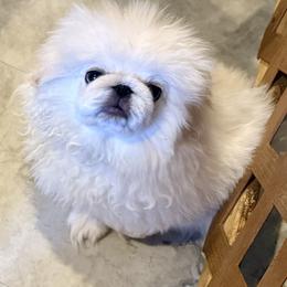 Porthos - White male Pekingese puppy in West Des Moines, Iowa from Happy Tail Pekingese