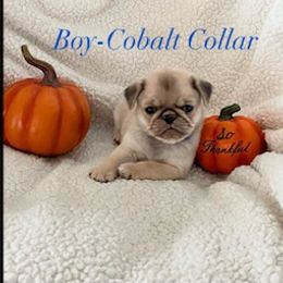 Pug Puppies from Pug Happy