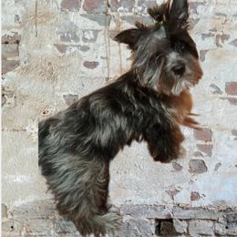 Oakley - Yorkshire Terrier