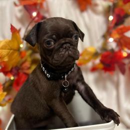 'Larry' formerly Choco Taco, Chocolate boy 1 - Black male Pug puppy in Onalaska, Washington from Cupid’s Pugs
