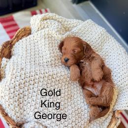 Georgia - Red  male Goldendoodle puppy in Springville, Utah from JW Doodles