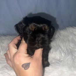 Boy 2 - Black and tan male Shih Tzu puppy in Tenino, Washington from Fantasy Realm Shih Tzus