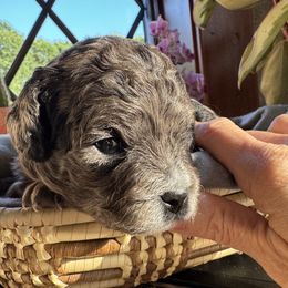 Sparkler - Merle female Cavapoo puppy in Hesperia, Michigan from Yankee Doodle Dogs