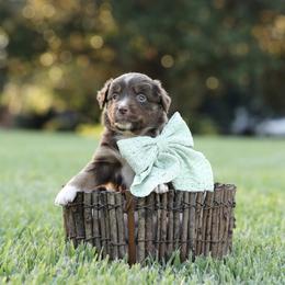 Luna - Red merle female Miniature Australian Shepherd puppy in White Oak, Texas from Triple Lake Ranch Miniature Australian Shepherds