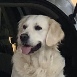 Brandi - Golden Retriever