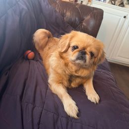 Baby - Pekingese