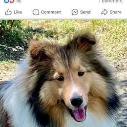 Penelope - Shetland Sheepdog