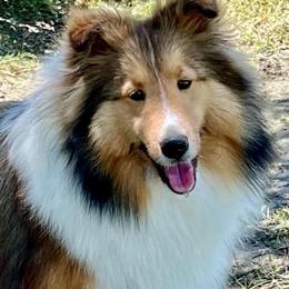 Penelope - Shetland Sheepdog