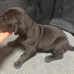 Girl 2 - Black and white female Great Dane puppy in Indianola, Iowa from Bull West Kennels