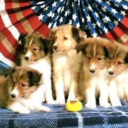 Champ - Sable and white male Shetland Sheepdog puppy in Altha, Florida from Hill Top Shelties