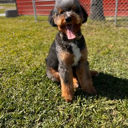 Mickey - Bernedoodle