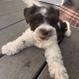 Bess - Parti female Miniature Schnauzer puppy in Hollywood, South Carolina from Lowcountry Dreams Schnauzers