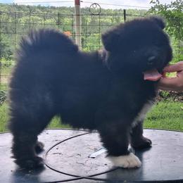 Sunny - Black, silver undercoat female Akita puppy in Granbury, Texas from Folklore Akitas
