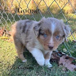 Rusty - Red merle male Miniature Australian Shepherd puppy in Huntington, Texas from 4J Aussies