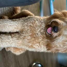 Harley - Goldendoodle