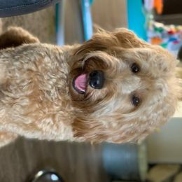 Harley - Goldendoodle