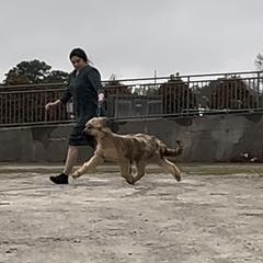 Briard All Grown Up from du Coeur Rose Briards
