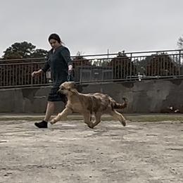 Briard All Grown Up from du Coeur Rose Briards