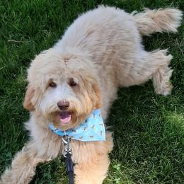 Rosey - Australian Labradoodle