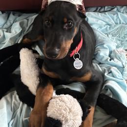 Bowser (Red Collar) - Black and rust male Doberman Pinscher puppy in Centralia, Missouri from TopSpots Farm