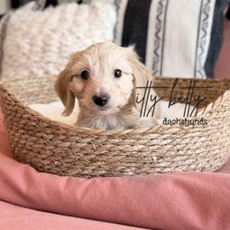 Dachshund Puppies from Itty Bitty Dachshunds