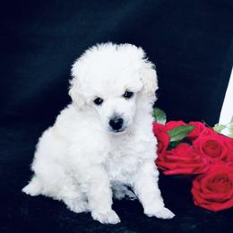 Poodle Puppies from Adagio Toy Poodles