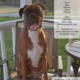 Boxers from MI Belles
