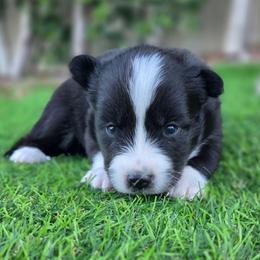 Polly - Black and white female Pomsky puppy in La/Oc, California from SoCal Pomskies LLC