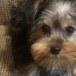 Yorkshire Terriers from Kei’s Yorkies