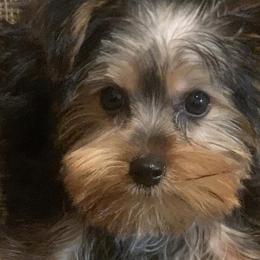Yorkshire Terriers from Kei’s Yorkies