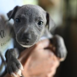 Storm - Blue female Whippet puppy in Gentry, Arkansas from Mardel Robeson of Mulberry Hollow Whippets