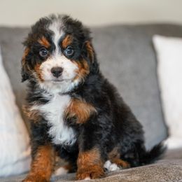Lorax - Tri-color male Bernedoodle puppy in Dundee, Ohio from Down Home Doodle