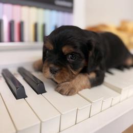 Cavalier King Charles Spaniel and Cavapoo Puppies from Unicorn Tears and Cavaliers