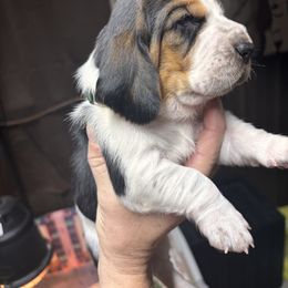 Atlas - Black brown and white male Basset Hound puppy in Manton, Michigan from BeckysBassets