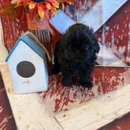 Andrea - Black female Shih Tzu puppy in Success, Missouri from Sweet Success