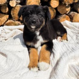 Chucky - Black tri-color male Australian Shepherd puppy in Unionville, Iowa from Soap Creek Kennels